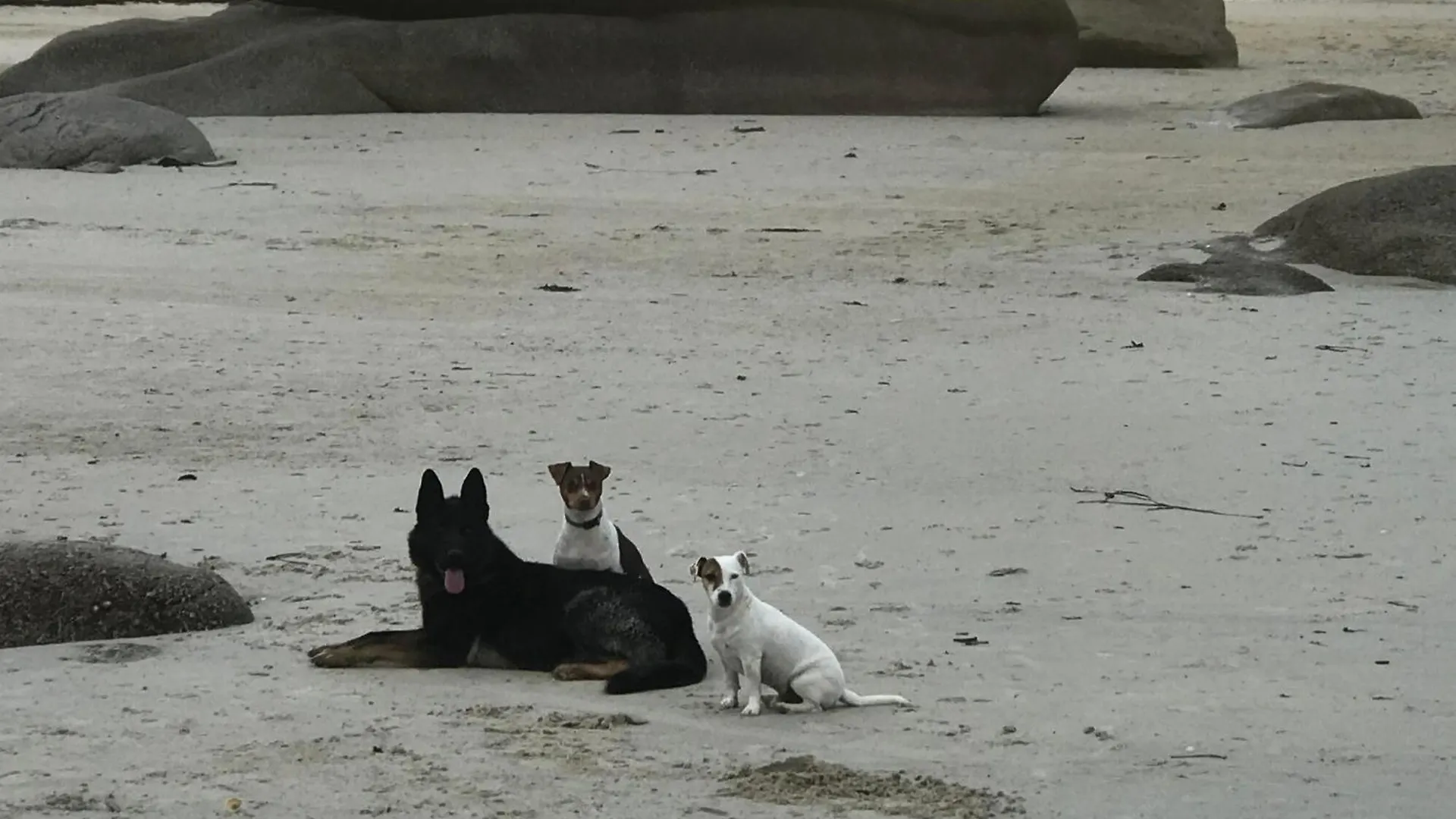 Homestay Manoir De Kerozet - Chambres Chez L'Habitant - 3 Chiens Plouider